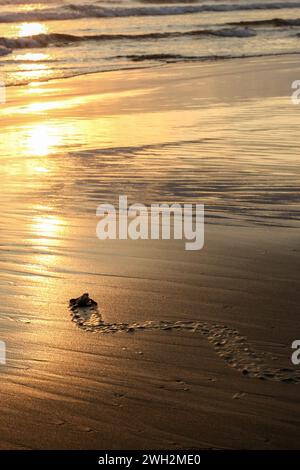 Neu geschlüpfte grüne Oliven-Ridley-Schildkröte am Sandstrand mit Sonnenuntergang und Wanderwegen, Quepos, Costa Rica Stockfoto