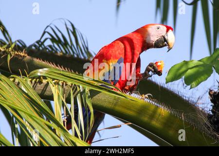 Wilder Scharlach, der in Palmen sitzt und Nüsse isst, Manuel Antonio, Costa Rica Stockfoto