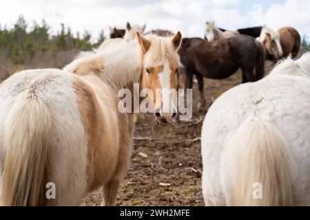 Estnische einheimische Pferde (Estnische Klepper) stehen auf der Küstenwiese. Eine Pferdeherde in der Landschaft. Selektiver Fokus. Stockfoto