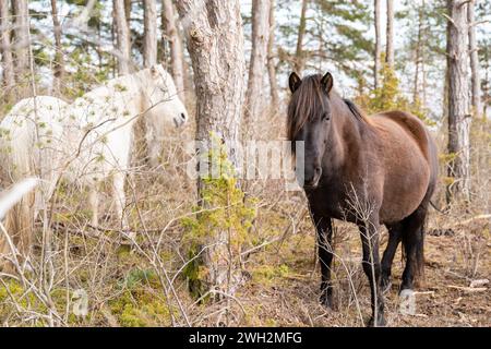 Estnische einheimische Pferde (Estnische Klepper) stehen im Naturschutzgebiet. Pferde stehen zwischen den Bäumen. Selektiver Fokus. Stockfoto