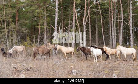 Estnische einheimische Pferde (Estnische Klepper) stehen auf der Küstenwiese. Eine Pferdeherde in der Landschaft. Selektiver Fokus. Stockfoto