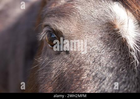 Nahaufnahme des dunklen Pferdeauges. Porträt eines dunklen Pferdes mit einer weißen Flamme. Stockfoto