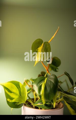 Philodendron Scandens Brasil Pflanze in keramischem Blumentopf über grüner Wand zu Hause, Nahaufnahme. Stockfoto