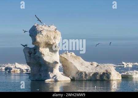 Kurzschnabelmöwen Larus brachyrhynchus auf einem Eisberg inmitten eines Sommereises in der Beaufort Sea vor der Küste von ANWR Alaska Stockfoto