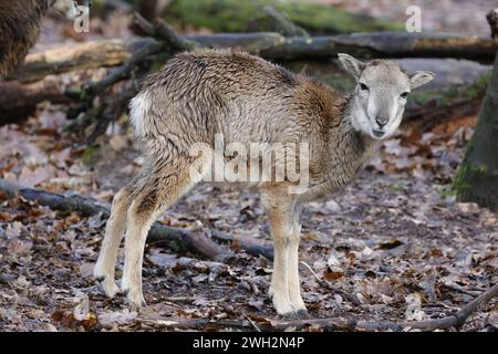 Berlin, Spandau, Wildgehege, Europäischer Mufflon Ovis gmelini musimon *** Berlin, Spandau, Game Reserve, Europäischer Mufflon Ovis gmelini musimon Stockfoto