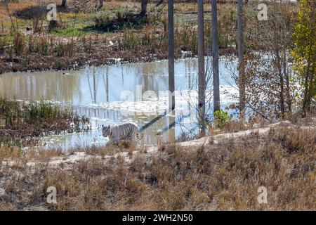 Keenesburg, Colorado – Ein weißer Tiger im Wild Animal Sanctuary, einer gemeinnützigen Organisation, die Tiere rettet, die missbraucht oder illegal gehalten wurden. Ein Höhenmeter Stockfoto