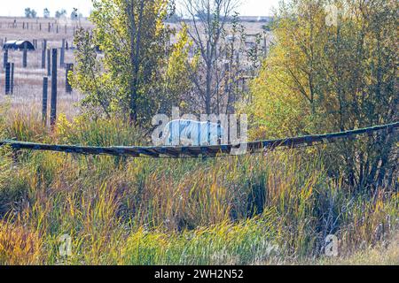 Keenesburg, Colorado – Ein weißer Tiger im Wild Animal Sanctuary, einer gemeinnützigen Organisation, die Tiere rettet, die missbraucht oder illegal gehalten wurden. Ein Höhenmeter Stockfoto