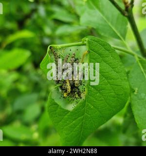 Larven von Hermelin (Yponomeuta cagnagella) auf Blatt der europäischen Spindel (Euonymus europaeus) Stockfoto