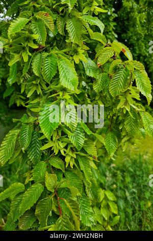 Blätter und catkin von Europäischer oder gemeiner Hainbuche Carpinus betulus Stockfoto