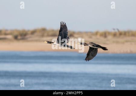 Zwei Kormorane fliegen über den Fluss Douro, nördlich von Portugal. Stockfoto