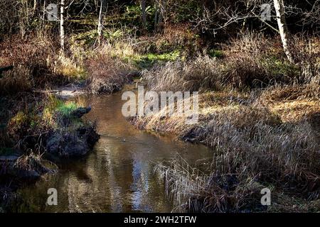 Ein kleiner Bach, der durch getrocknete goldene Gräser fließt, in dem sich Gräser und Erlen im Wasser spiegeln. Stockfoto