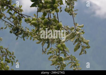 Apfelbaumgarten im Kaghan-Tal pakistan Stockfoto