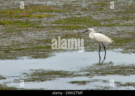 Ein kleiner Reiher mit weißem Gefieder, schwarzem Schnabel und langen schwarzen Beinen, die bei Ebbe im Sumpf fressen. Stockfoto