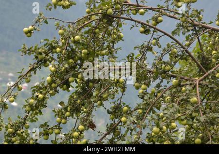 Apfelbaumgarten im Kaghan-Tal pakistan Stockfoto