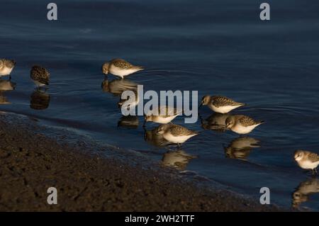 Halbpalmierter Sandpiper Calidris pusilla 1002 Gebiet des Arctic National Wildlife Refuge Alaska Stockfoto