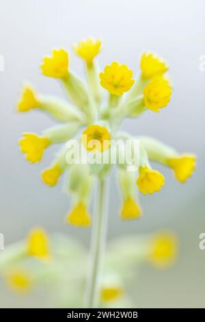 Cowslip (Primula veris) Nahaufnahme von Blumen, die aus einem niedrigen Winkel und mit geringer Schärfentiefe fotografiert wurden, East Lothian, Schottland, März Stockfoto