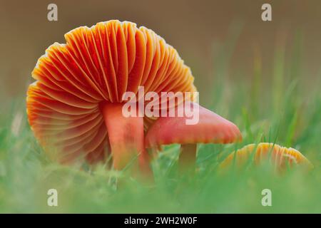 Crimson Wachskappen-Pilze (Hygrocybe punicea) wachsen auf Grasland, Strathconon, Inverness-shire, Schottland, Oktober. Stockfoto