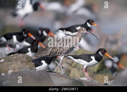 Curlew (Numenius arquata) bei Flut mit anderen Watvögeln, Northumberland, England, September Stockfoto