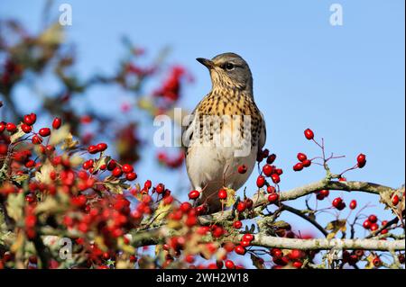 Feldzucht (Turdus pilaris) in Weißdornhecke und angezogen von Reifen Beeren, Roxburghshire, Scottish Borders, Schottland, Oktober. Stockfoto