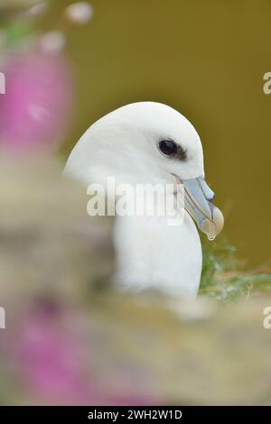 Fulmar (Fulmarus glazialis), Erwachsener auf Nistvorsprung, umgeben von Blumen der Seekrift (Armeria maritima). Stockfoto