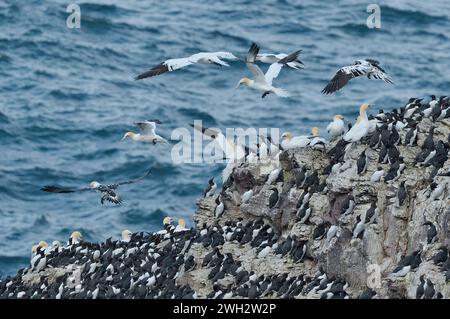 Tölpel (Morus bassana) suchen potenzielle Nistplätze auf dem Meeresstapel, umgeben von einer Brutkolonie von Guillemoten, St. Abbs Head. Stockfoto