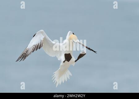 Gannet (Morus bassana), ein Erwachsener, der im Juli auf dem Nistplatz in der Brutkolonie am Bass Rock, Firth of Forth, Schottland landet. Stockfoto