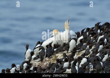 Gannet (Morus bassanus) ist eines der ersten erfolgreichen Nistpaare, die das Reservat besiedelten, und nistet auf einem Meeresstapel, umgeben von guillemot-Kolonie. Stockfoto