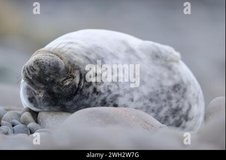 Graurobbe (Halichoerus grypus) entwöhnt, Jungtiere döschen am oberen Ufer des felsigen Ufers der Brutkolonie, St Abbs Head National Nature Reserve Stockfoto