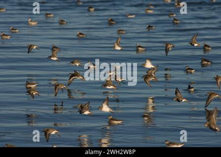 Halbpalmierter Sandpiper Calidris pusilla 1002 Gebiet des Arctic National Wildlife Refuge Alaska Stockfoto