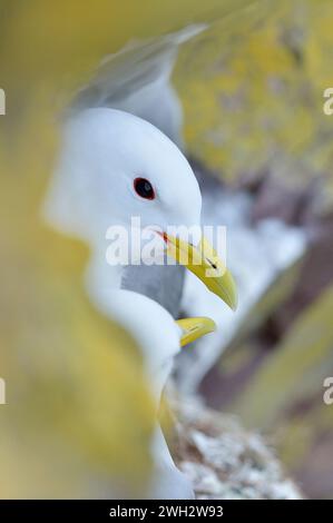 Kittiwake (Rissa tridactyla) Paar auf Nistvorsprung, umgeben von gelben, flechtenbedeckten Felsen, St Abbs Head National Nature Reserve. Stockfoto