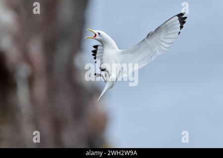 Kittiwake (Rissa tridactyla), Erwachsener, der zu einem Nistvorsprung auf den Klippen im St Abbs Head National Nature Reserve, dem National Trust for Scotland, zurückkehrt. Stockfoto