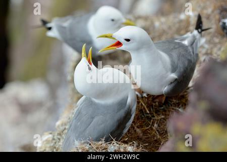 Kittiwake (Rissa tridactyla) Paar Erwachsene, die sich im Balzverhalten auf der Nistkante der Seevögelzuchtkolonie St. Abbs Head verschrieben haben. Stockfoto