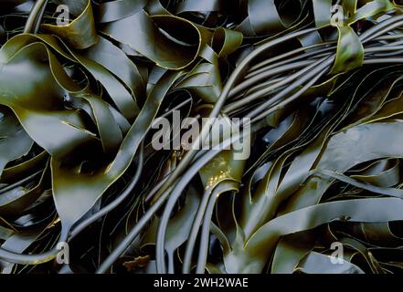 Oarweed (Laminaria digitata) Masse exponiert bei Ebbe in Sea Hole, Lochailort, Inverness-shire, Schottland, April Stockfoto