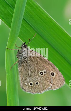 Ringelblütler (Aphantopus hyperantus), Erwachsener, der am frühen Morgen auf Schilfblättern ruht, Berwickshire, Scottish Borders, Schottland, Juli. Stockfoto