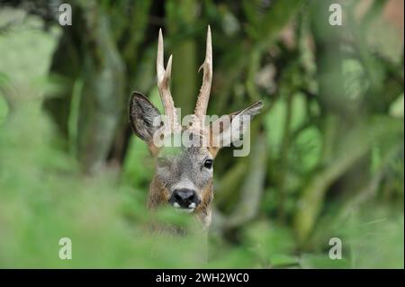Rotwild (Capreolus capreolus) Bock im Frühsommer, Fife, Schottland, Juni 2011 Stockfoto