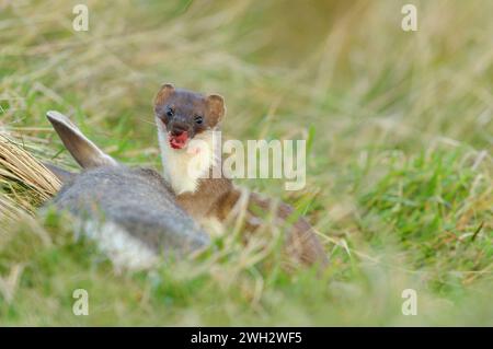 Steat (Mustela erminea), erwachsene Tiere, die frisches Kaninchen (Oryctolagus cuniculus) füttern, St Abbs Head National Nature Reserve. Stockfoto