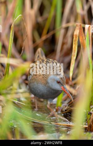 Water Rail (Rallus aquaticus), die am Rande eines dichten Schilfbeckens auftaucht, Midlothian, Schottland, Februar Stockfoto