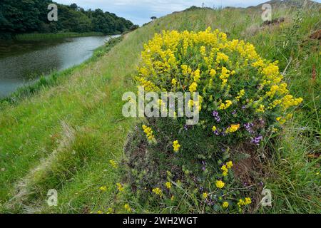 Die gelbe Wiesenantie (Lasius flavus) nistet in natürlichem Grasland mit wildem Thymian (Thymus serpyllum) und Damenbettstroh (Galium verum) darauf. Stockfoto