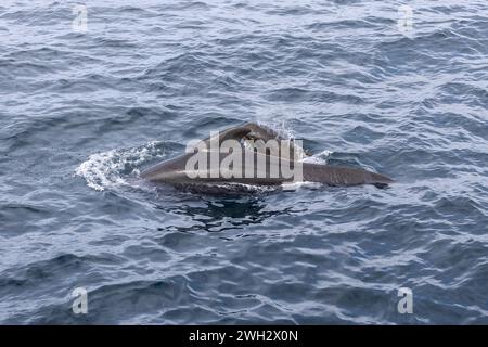 Inmitten der sanften Wellen des Norwegischen Meeres teilen sich eine Pilotenmutter (Globicephala melas) und ihr Kalb einen Moment und verkörpern Familienbande in freier Wildbahn Stockfoto