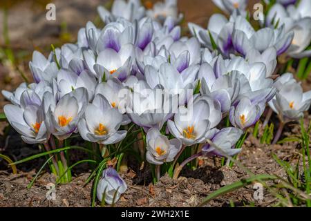 Weißkrokusse (Crocus vernus) Nahaufnahme Stockfoto