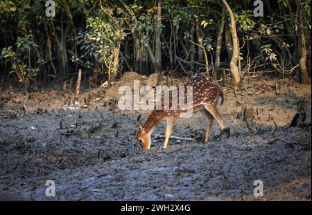 Wild Chital, auch bekannt als Fleckhirsch, Chitalhirsch und Achsenhirsch, ist eine Hirschart, die auf dem indischen Subkontinent beheimatet ist.Dieses Foto wurde von Sun aufgenommen Stockfoto