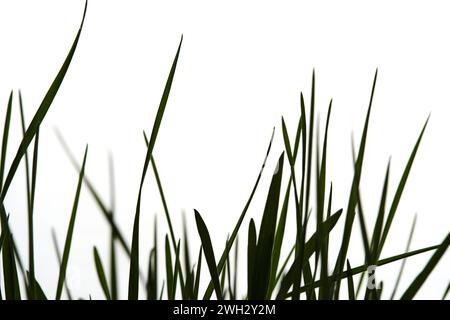 Silhouette grüner grasweißer Hintergrund Stockfoto