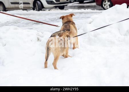 Zwei braune Welpen, die im Schnee spielen Stockfoto