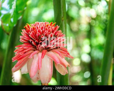 Etlingera elatior (auch bekannt als Fackel Ingwer, Ingwerblüte, rote Ingwerlilie, Fackelblüte, Fackellilie, Ingwer, Honjé, Wabe, Kecombrang, Stockfoto