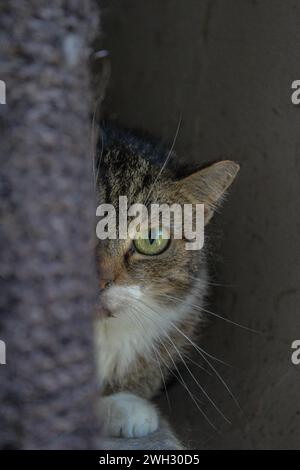 Unterschlupf Katze Stockfoto