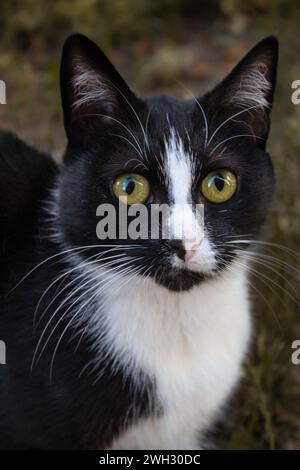 Streunende Katze Stockfoto