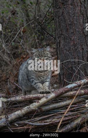 Streunende Katze im Wald Stockfoto