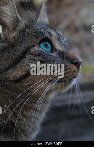 Katze, die einen Vogel ansieht Stockfoto