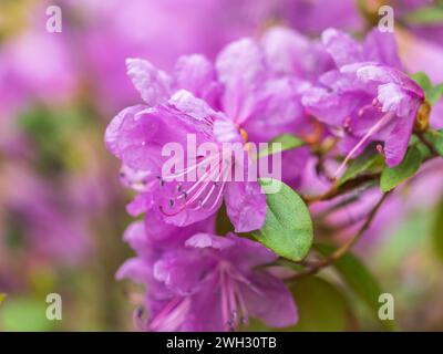 Rosafarbene Blüten des sibirischen Rhododendron-Kopierraums. Rhododendron dauricum. Frühjahrsblüte des Altai Rhododendron. Nahaufnahme von Rhododendron dauricu Stockfoto