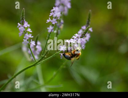 Männliche südliche Zimmermannsbiene (Xylocopa micans) auf texanischem Eisenkraut (Verbena halei), Brazos Bend State Park, Texas, USA Stockfoto